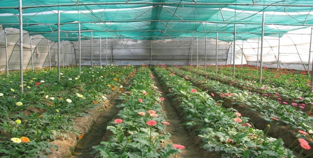 Fig.1 General view of evaluation of gerbera varieties in naturally ventilated polyhouse Fig.