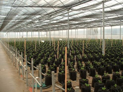 Greenhouse Benches & Floors Stock must be raised off ground No water contact from pot to pot