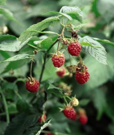 Major Divisions Other fruit Raspberries, stone