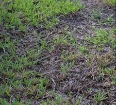 Oct, Nov, Dec Lawn Care Tips By Joe Kirby, Horticulture Program Assistant, UF/IFAS Extension St.