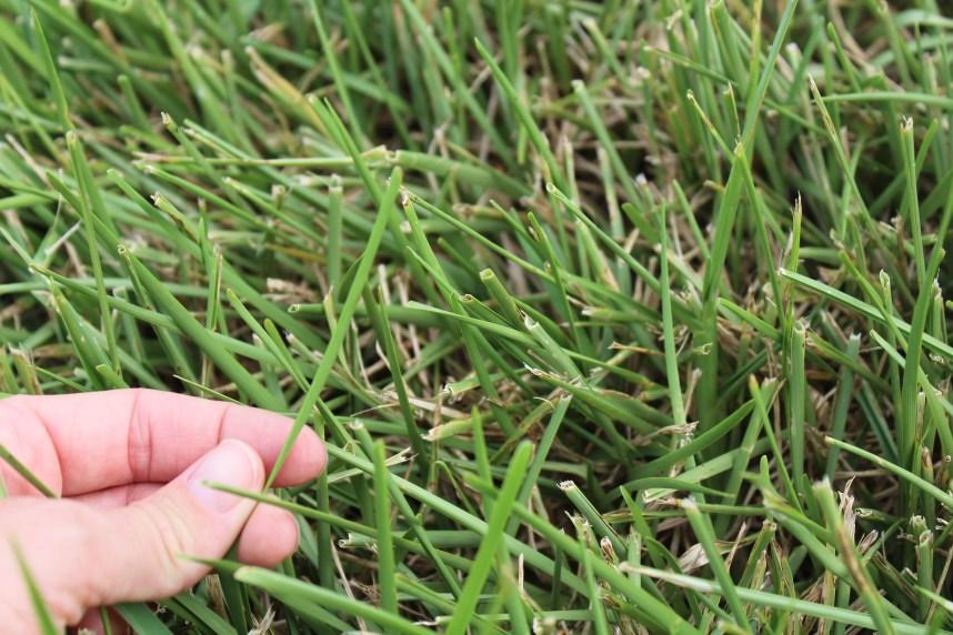 Sign of drought include: -Leaf blades fold in half lengthwise -Grass turns a bluish color -Footprint and tracks remain on lawn