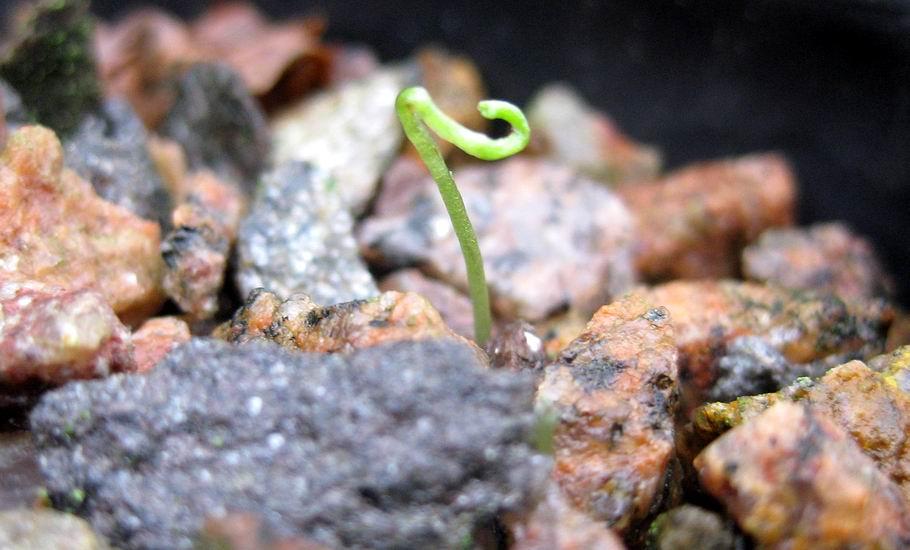 Mystery seedling quiz Now for a (nearly) New Year quiz I am going to leave you with two pictures; the first, above, is