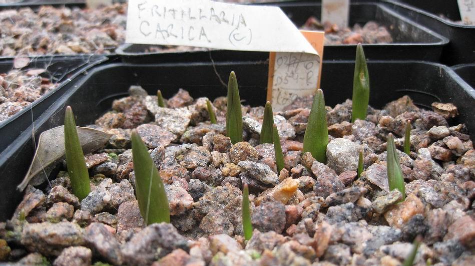 Fritillaria carica Since I watered the frits last week a number of fat shoots of the early flowering species are breaking through the gravel top-dressing.