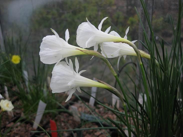 Just after I showed this plant a few weeks ago, the Forum had some wonderful pictures of Narcissus albicans from the wild.