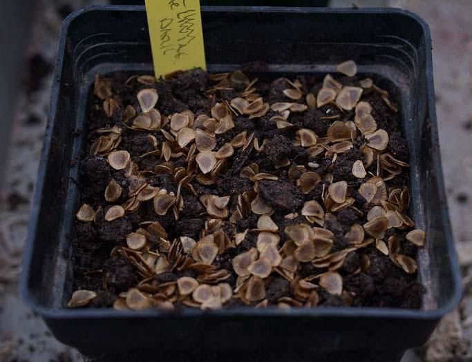 Because the seeds were sown deeply the young corms did not have to expend the energy taking themselves down into the compost and with proper feeding and a good growing season some may be big enough