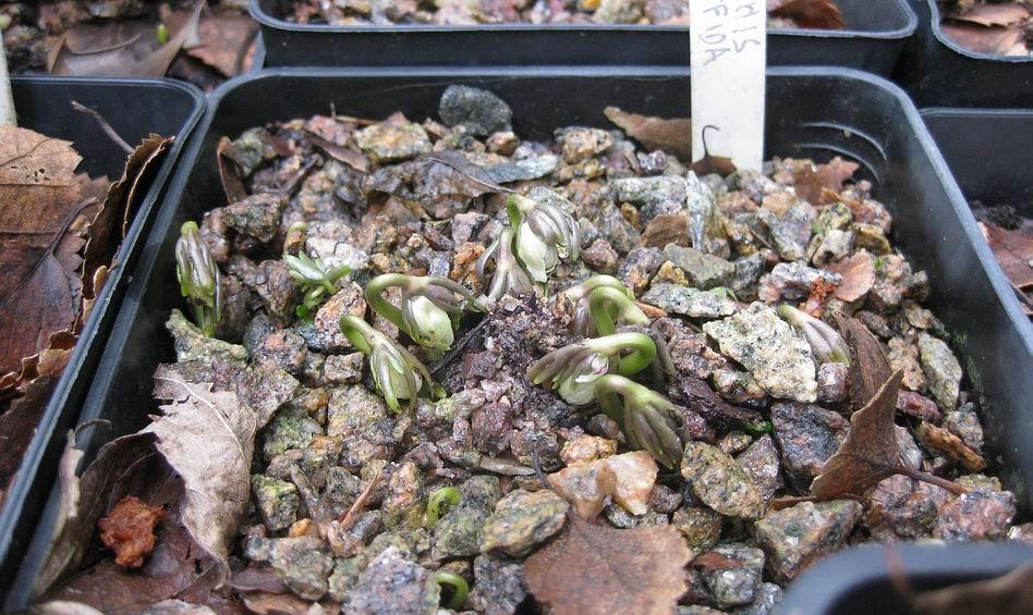 Eranthis pinnatifida- flowers emerging Most seeds if sown at the optimum time for that species will germinate at exactly the same time as the parent plants start into growth and Eranthis pinnatifida