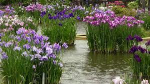 Wet Soils Japanese Iris Tradescantia Aster