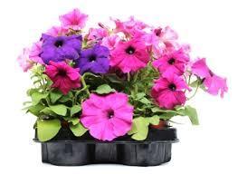Annuals Entire life cycle, from seed germination to seed production is accomplished in one growing season.