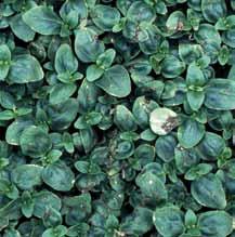 Resistance to iprodione has been recorded in (various crops) and Alternaria alternata (lobelia).