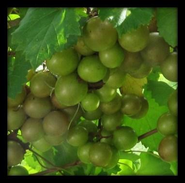 Growing and Pruning Muscadine Grapes March 7, 2018 10 am 11:30 am UF/IFAS Extension St.