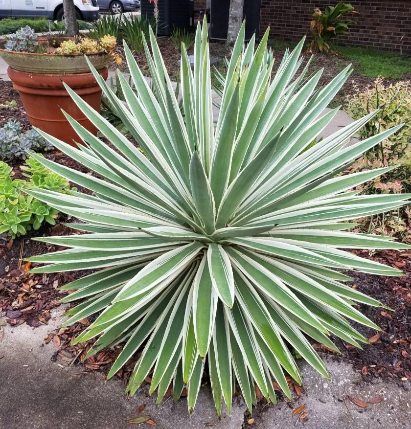 Florida Friendly Plant Spotlight: Yucca filamentosa Terra Freeman, Urban and Commercial Horticulture Agent, UF/IFAS Extension St.