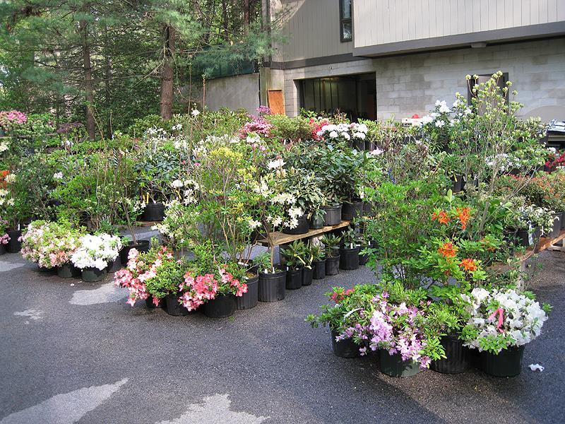 Plant sale by Valley Forge Chapter find that special