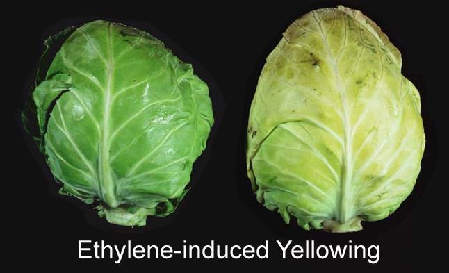 Ethylene sensitive Leafy Greens e.g. Spinach, Lettuce Brassicas e.g. Broccoli, Cabbage Root Vegetables e.g. Potato, onion Fruits e.g. Apple, pear, cantaloupe Flowers e.