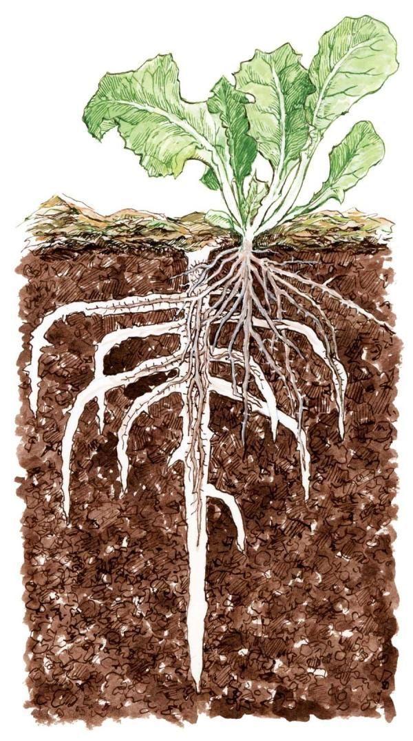 Top 10 ways to better soil 10. Soil Test. 9. Reduce or Eliminate chemical fertilizers. 8.