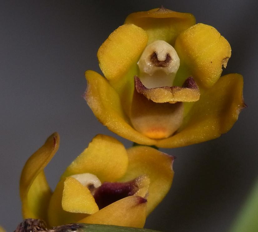 Maxillariella variabilis Bulbophyllum schillerianum North East Queensland to