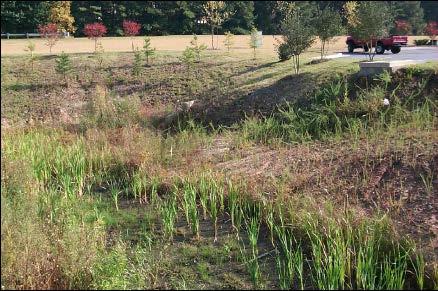 Pocket Wetlands: Pocket wetlands can be used to intercept and manage stormwater runoff from relatively small drainage areas of up to about 10 acres