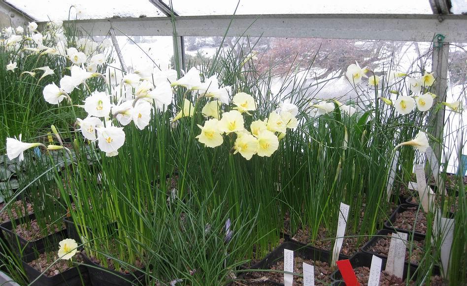 Narcissus Camoro and Craigton Clanger On the left is a pot of Narcissus Camoro which you can see is a good white, I would describe it