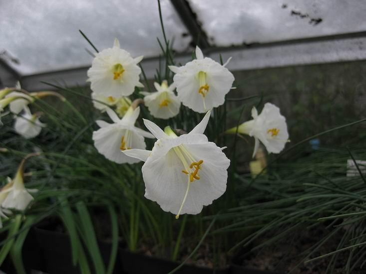 Narcissus albidus take 2 Look how much better this picture is because the nearest flower is now in sharp focus and the ones behind are out of focus.