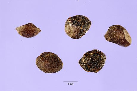 Figure 4: R. Watsonianum seeds.