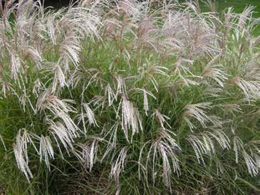 grasses and flowering perennial plants as well as shrubs