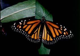 Monarchs Across Georgia Pollinator Habitat Certification Program Recognizing your efforts in providing critical habitat for not only butterflies, but all pollinators! What, How, and Why?