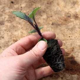 Vegetable seedlings and seed plug transplanting Signs of a healthy