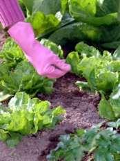 Do not touch the vegetable with your hands as it might leave residues on the leaves and
