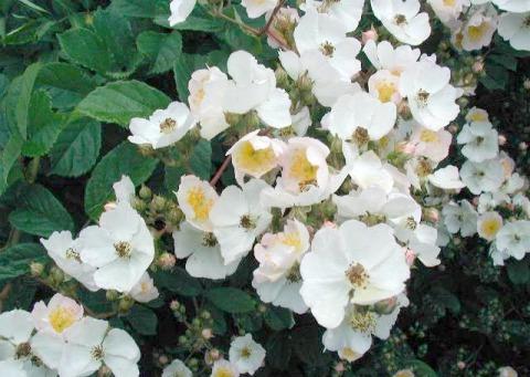 Plant Evaluated Rosa multiflora