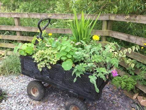 In addition during our annual Spring Workshop we provide plants as wholesale prices for residents to come along and plant up their own hanging baskets and planters.