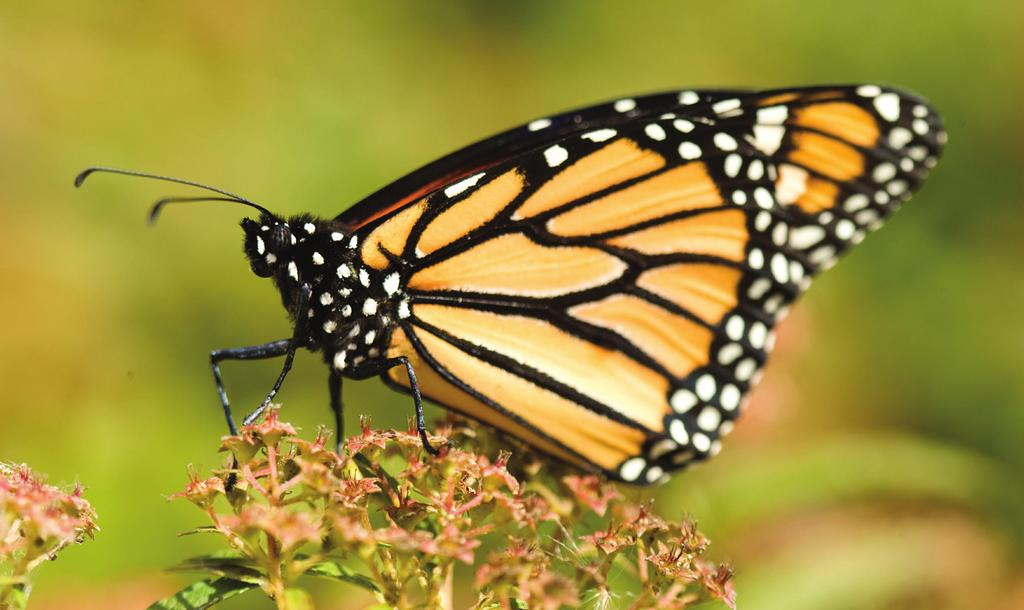 Monarch butterflies are a ubiquitous sight in natural areas throughout the United States.