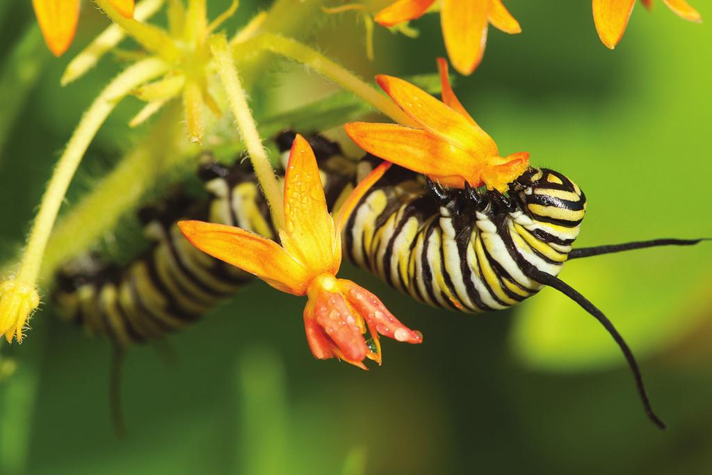 One of the most important things you can do to help monarchs is planting milkweed.