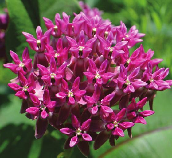 By increasing the number of milkweed species in your habitat, you increase the