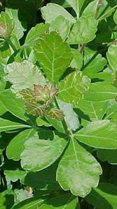 wide. Trifoliate, medium green leaves turn attractive shades