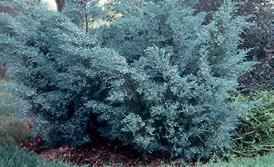 Equisetum hyemale Scouring Rush This species features rigid,