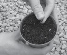 Raising seeds and cuttings RAISING TRANSPLANTS FROM SEED Ensure your growing