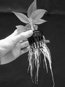 system until the plant is rootbound - your plant needs to have lots of white roots on the