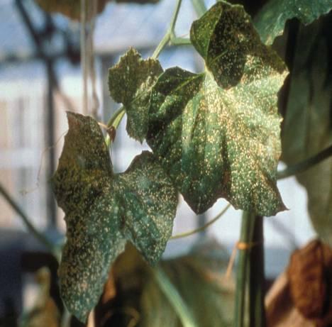 Thrips palmi Host plants Potential to damage wide range of glasshouse ornamentals