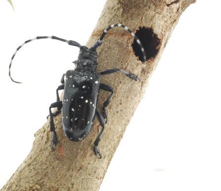 Case Study 3 Citrus Longhorn beetle Anoplophora chinensis Large black beetle with variable white markings (
