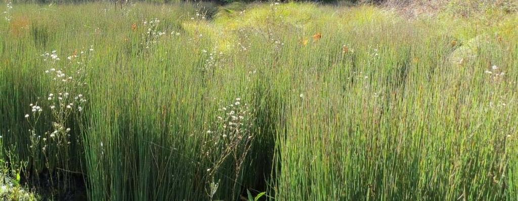 Maintaining Plant Health: Grasses Juncus (Rushes): Do not benefit from
