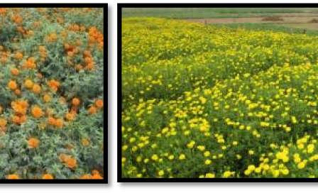This flower produce winter season is very high percentage and maximum flowers use for commercial purpose.