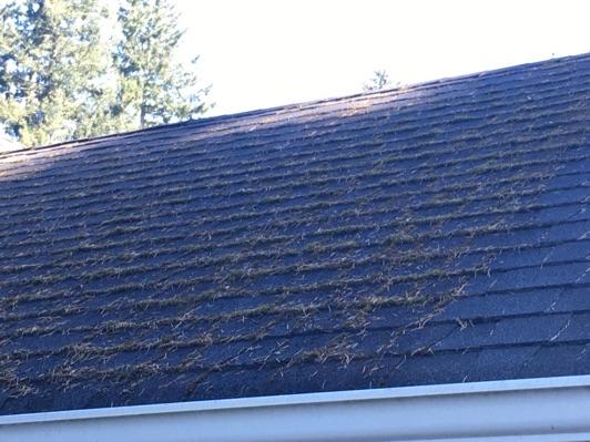 proper maintenance and care. Moss on roof.