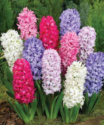 garden - a delightful accent planting or beautiful color contrast. #WP112 $7.