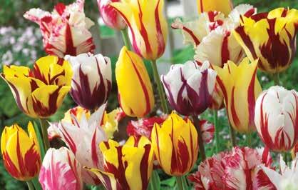 50 WP122 Rembrandt Tulip Mix - 7 bulbs (Tulipanes Rembrandt - 7 bulbos) The flowers that inspired Tulipmania in Europe in the 17th century, when a single bulb could command up to
