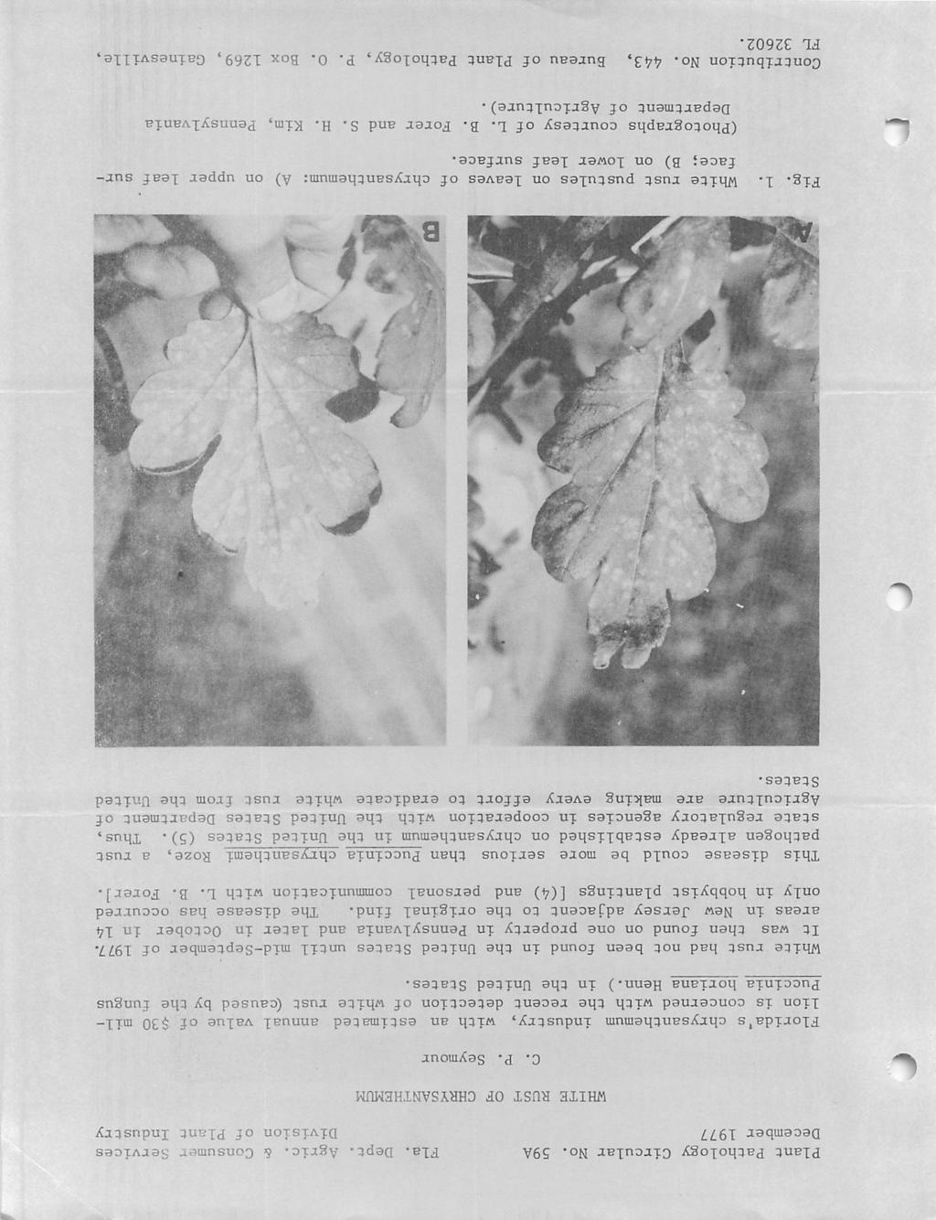 Plant Pathology Circular No. 59A December 1977 Fla. Dept. Agric. & Consumer Services Division of Plant Industry OF CHRYSANTHEMUM C. P. Seymour Florida's chrysanthemum industry, with an estimated annual value of $30 mil lion is concerned with the recent detection of white rust (caused by the fungus Puccinia horiana Henn.