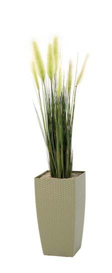 Orchid Height: 850mm Spread: 400mm Price