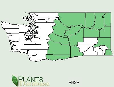 Conservation Service. Plants Profile for Phlox Speciosa (Showy Phlox) USDA Plants.
