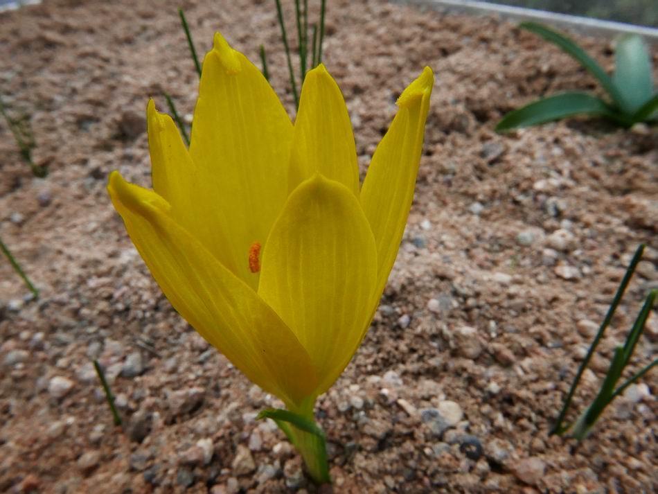 Sternbergia clusiana I have long hankered after Sternbergia clusiana and was delighted when a friend sent us a small bulb last year it has grown well in the sand bed and now