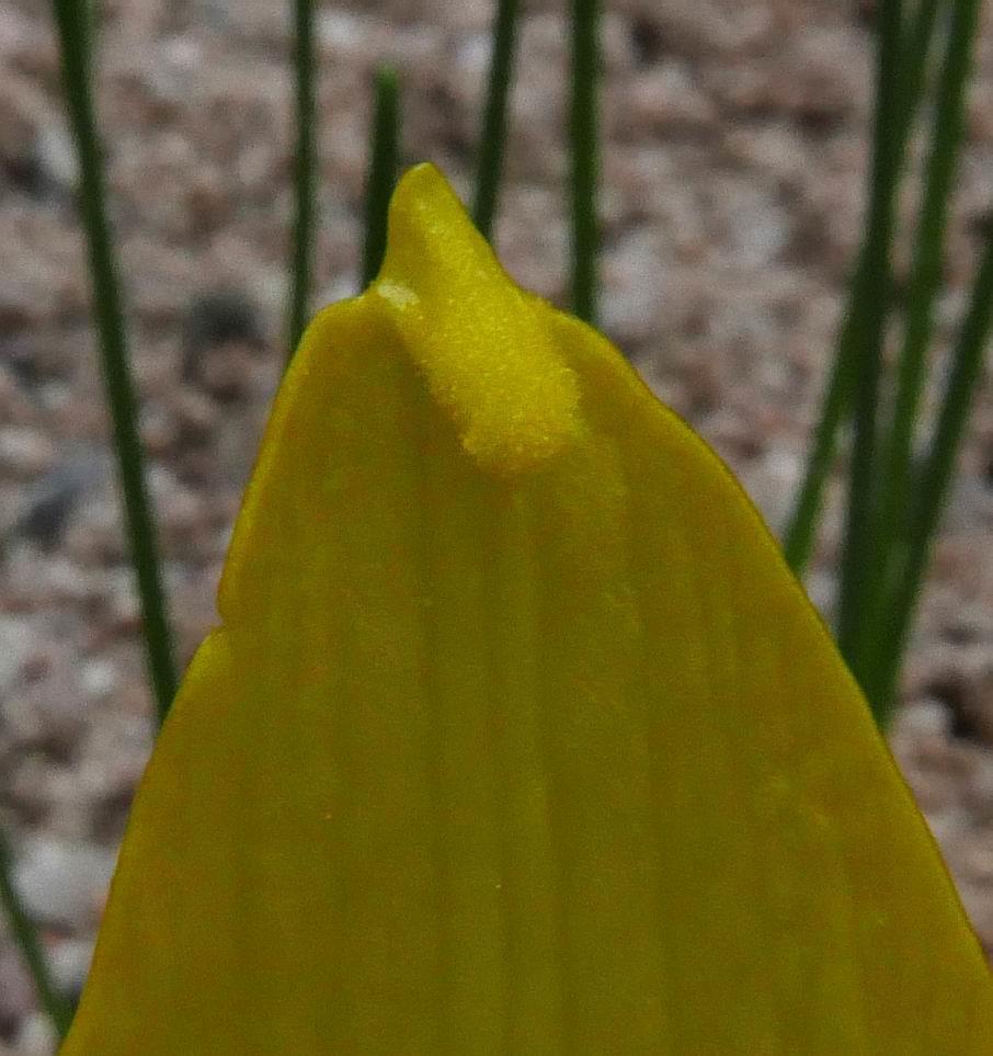 It has many differences from the other Sternbergia species we grow in having larger flowers, the segments of which have some substance and on the outer three there is a
