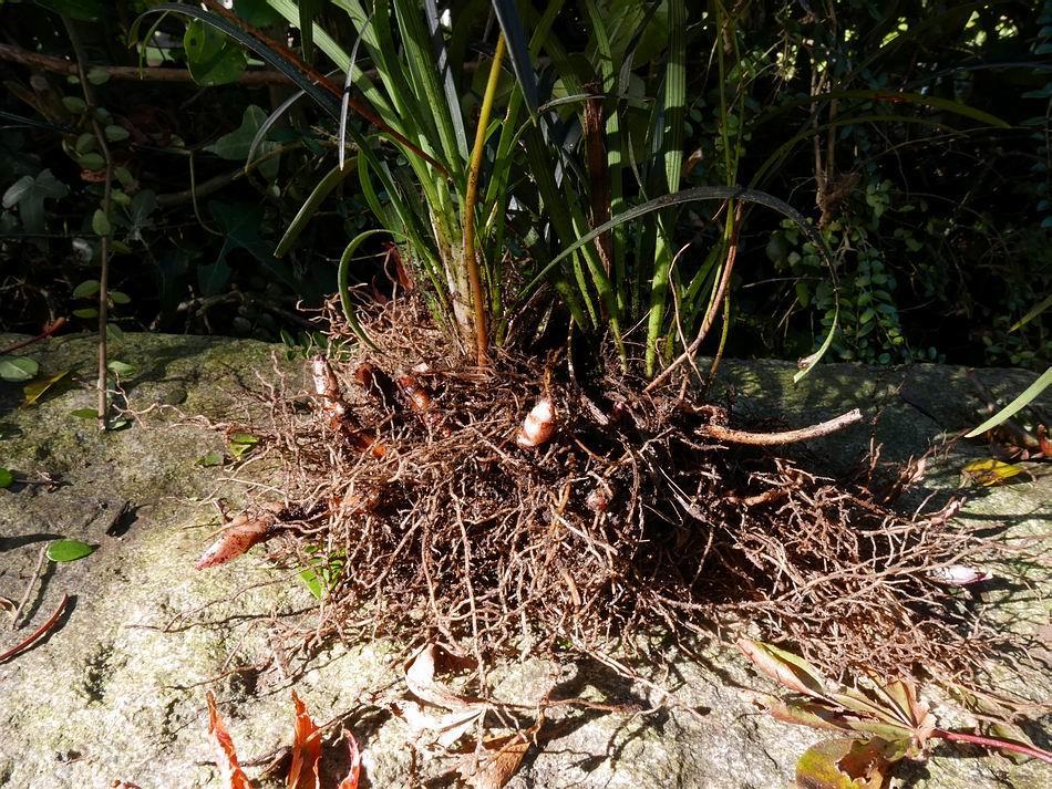 Ophiopogon planiscapus 'Nigrescens' and Epimedium root mass.