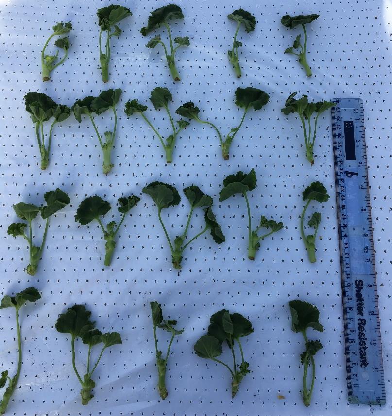 Figure 2. Geranium cuttings prior to sticking on 6 March 2017.